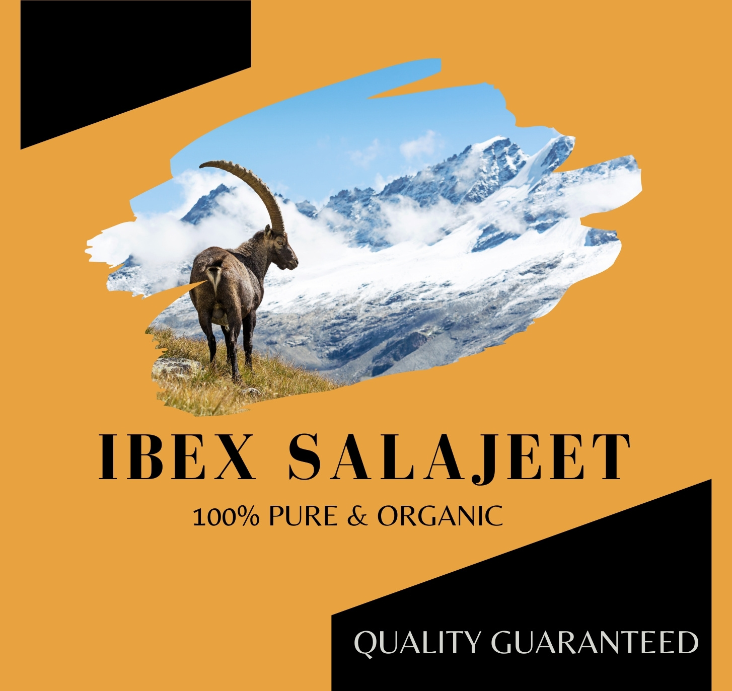 Ibex Salajeet