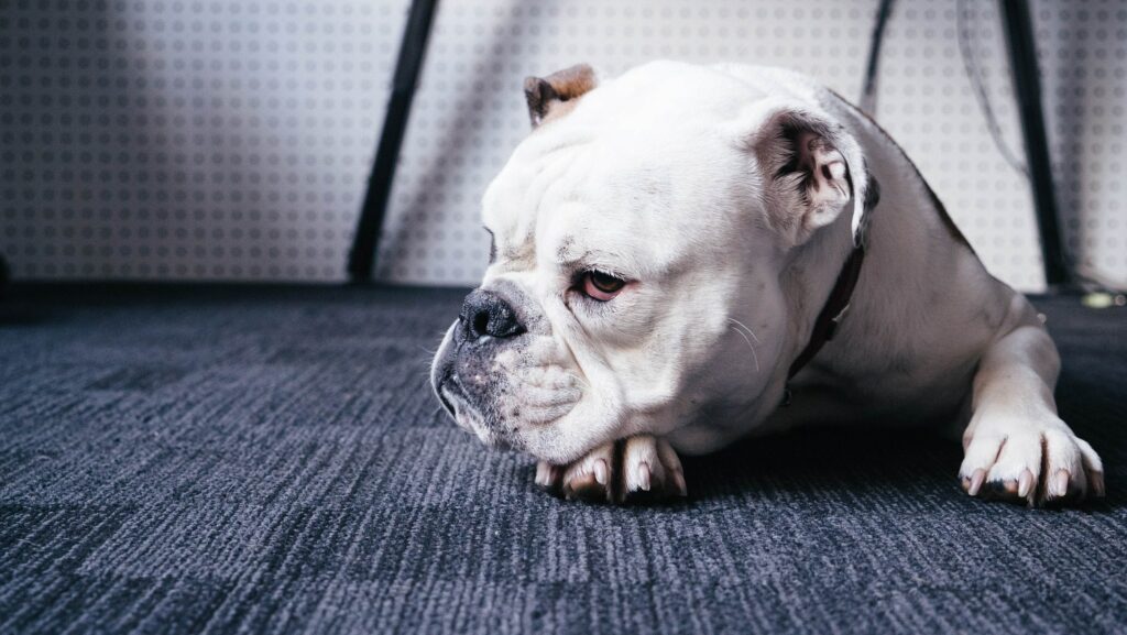 Top 10 Facts about English Bulldogs You Must Know