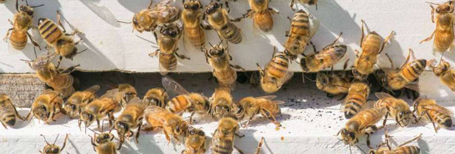 Wasp and Bee Removal Nassau County | A1 Howie’s Exterminating