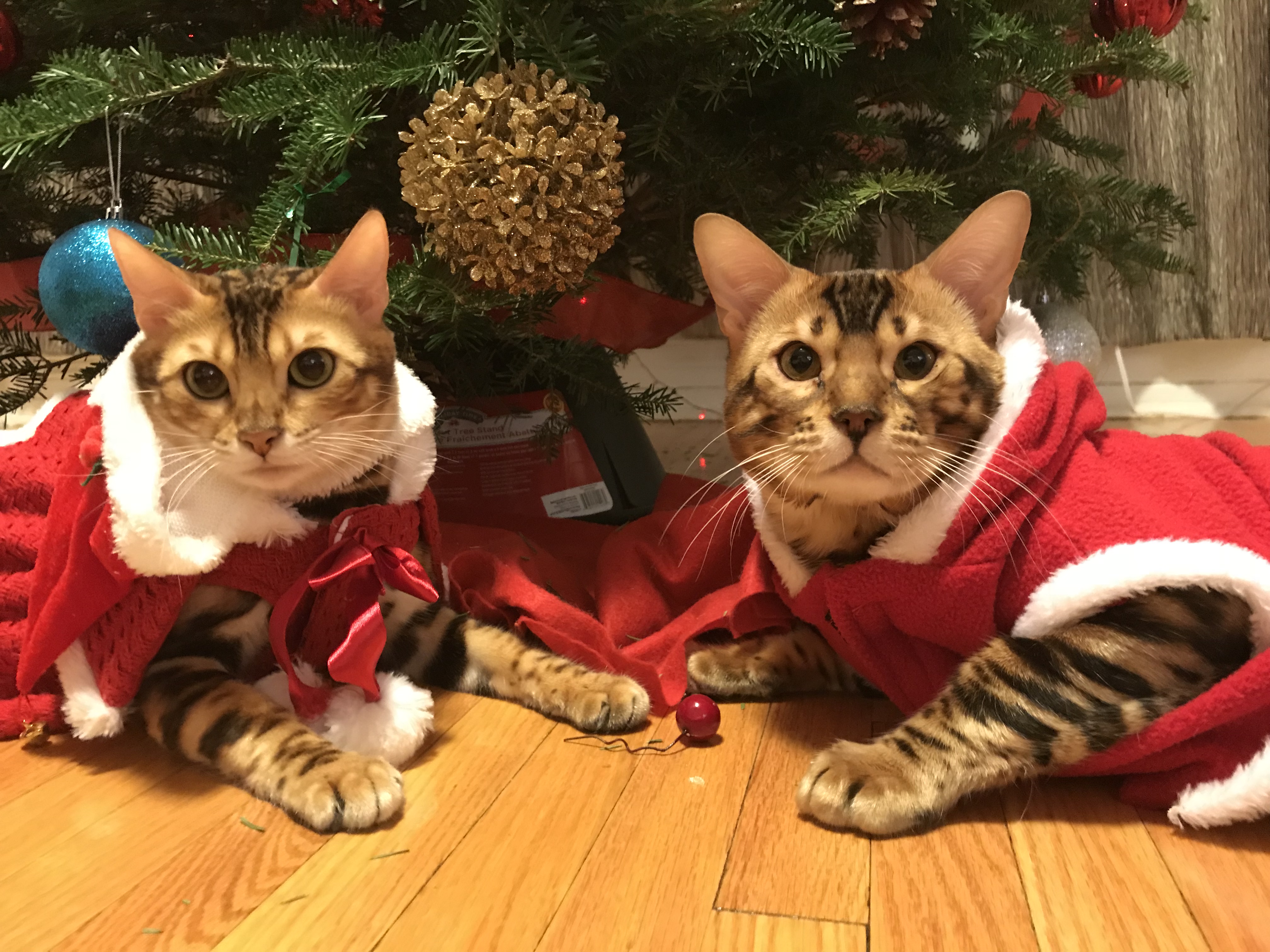 Bengal Cat in Ottawa,Toronto | Bengal Breeder Jungle Kitten