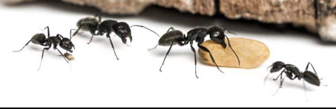 Ant Pest Control Melbourne Cover Image