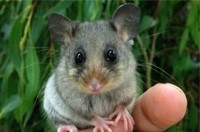 Possum Removal Croydon, Possum Pest Control Croydon