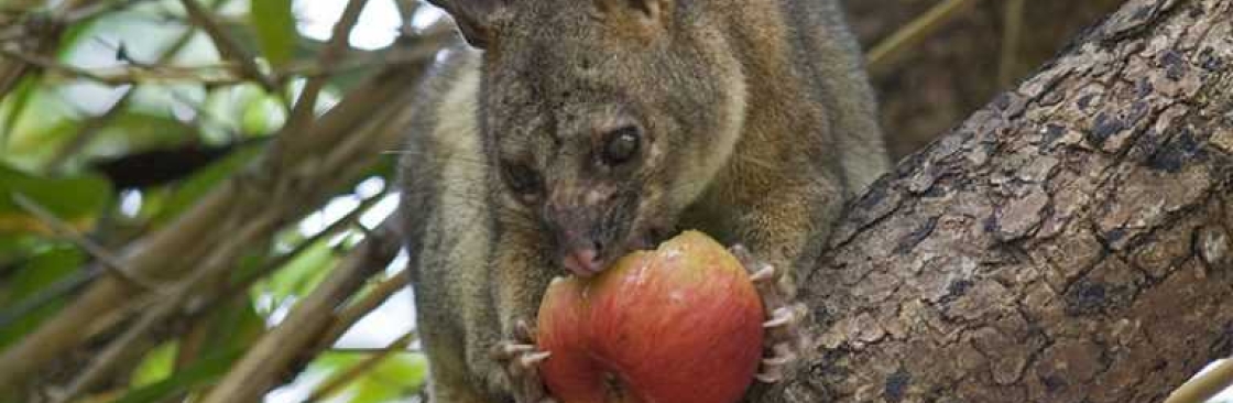 Possum Removal Melbourne Cover Image