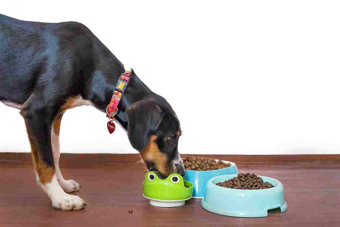 Wet vs Dry Dog Food:which food is better for dogs