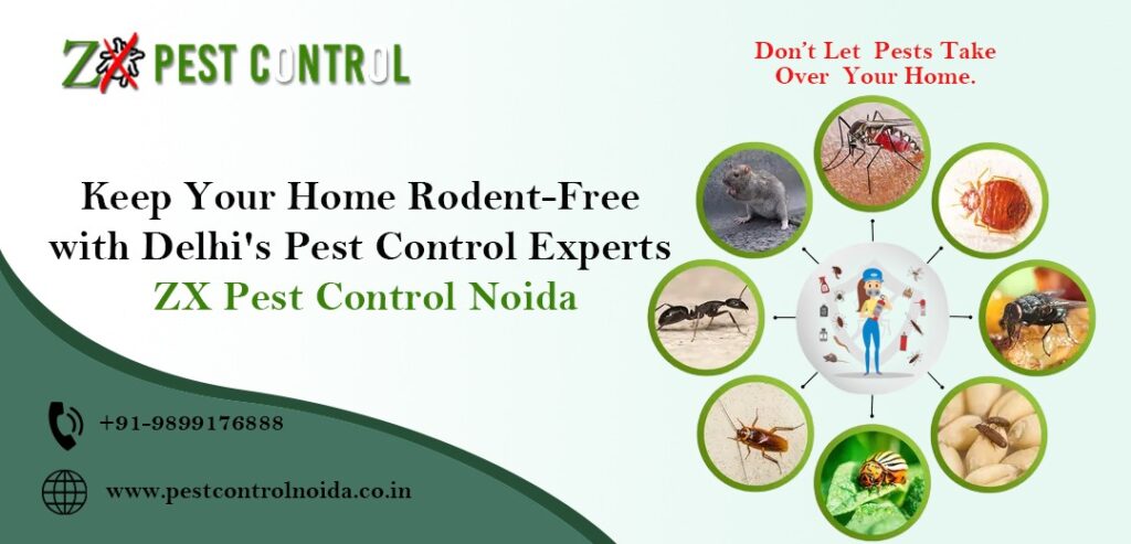 Keep Your Home Rodent-Free with Delhi’s Pest Control Experts: ZX Pest Control – Pest Control Noida