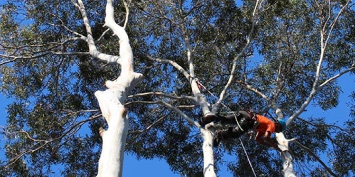 Common Mistakes to Avoid During the Tree Removal Process