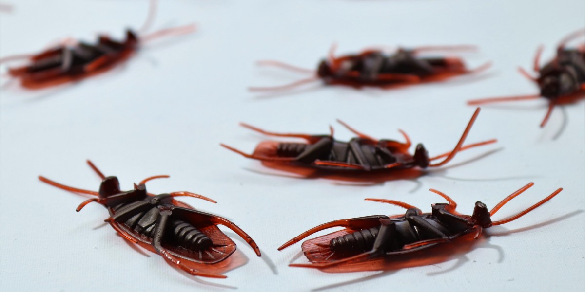 How Much is Pest Control for Cockroaches? A Comprehensive Guide