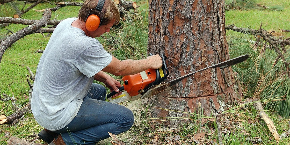 When and How to Schedule Your Next Tree Trimming Service