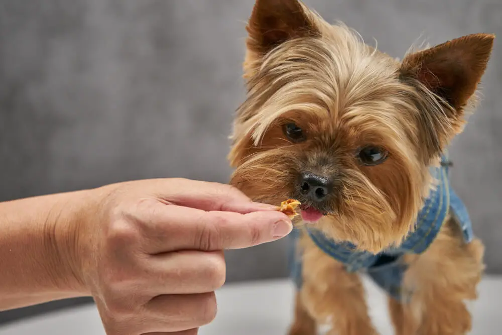 How Much Should A Yorkie Eat Daily