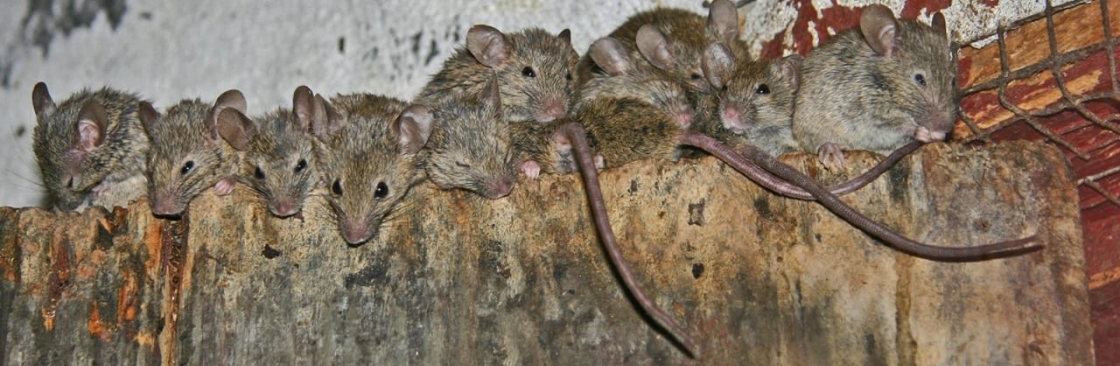 360 Rodent Control Cover Image