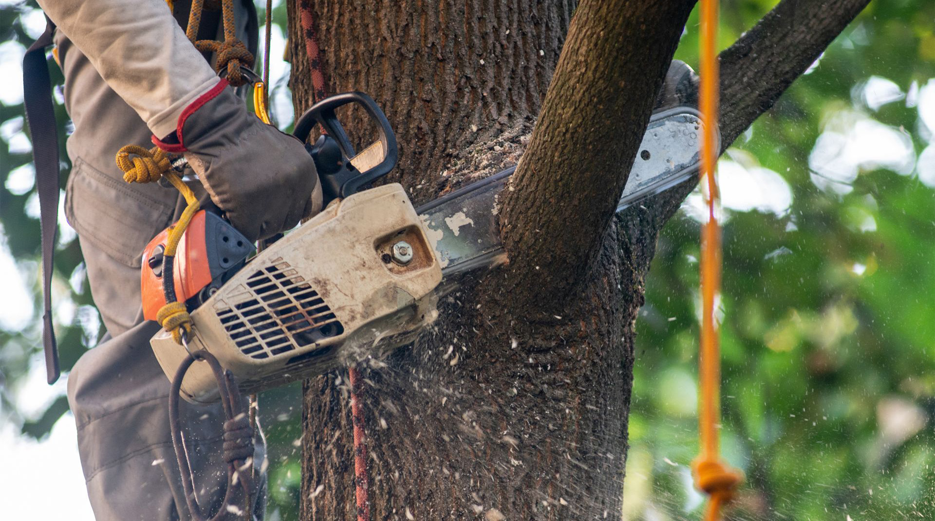 Ivy Pruning Wimbledon l EP Trees