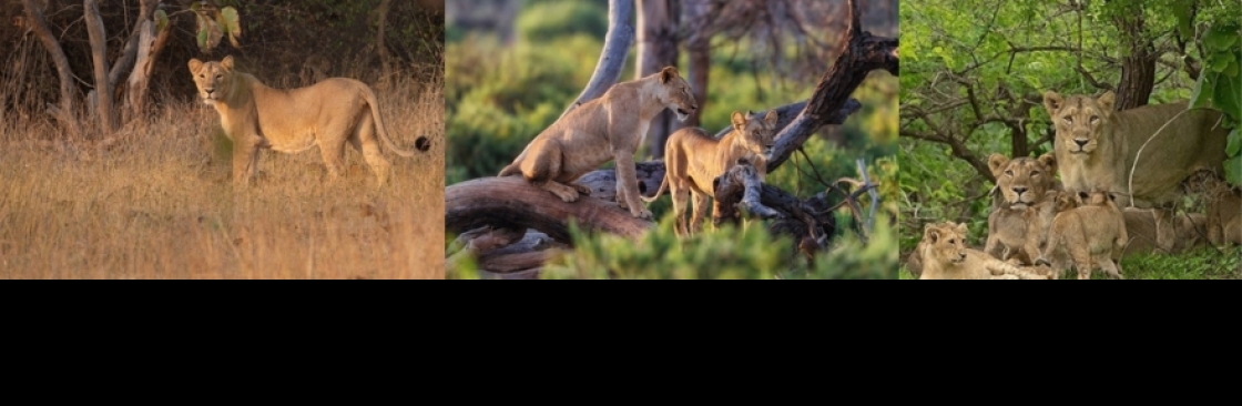 Gir National Park Cover Image