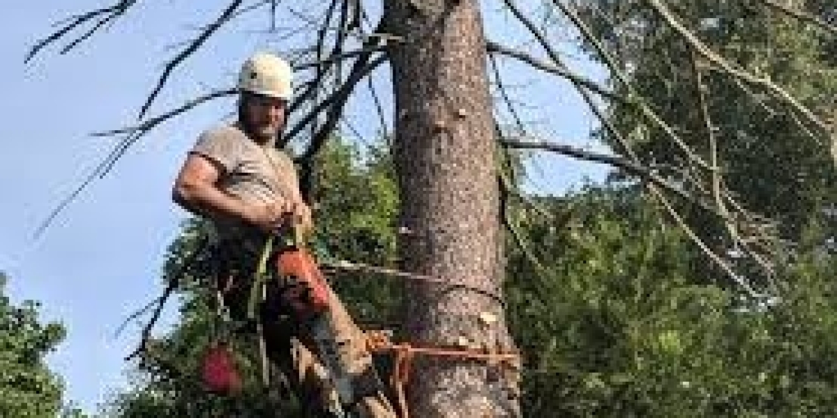 How Do You Know When It’s Time To Remove A Tree?