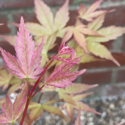 Acer Palmatum Honoo Profile Picture