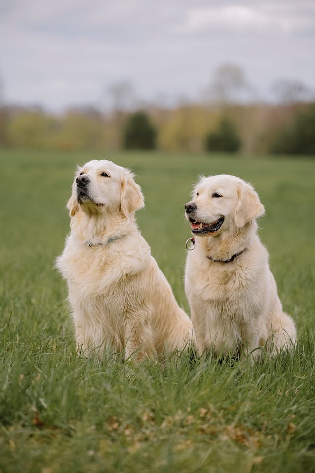 #1Golden retriever puppies available in Michigan, Florida, Chicago - All four Paws