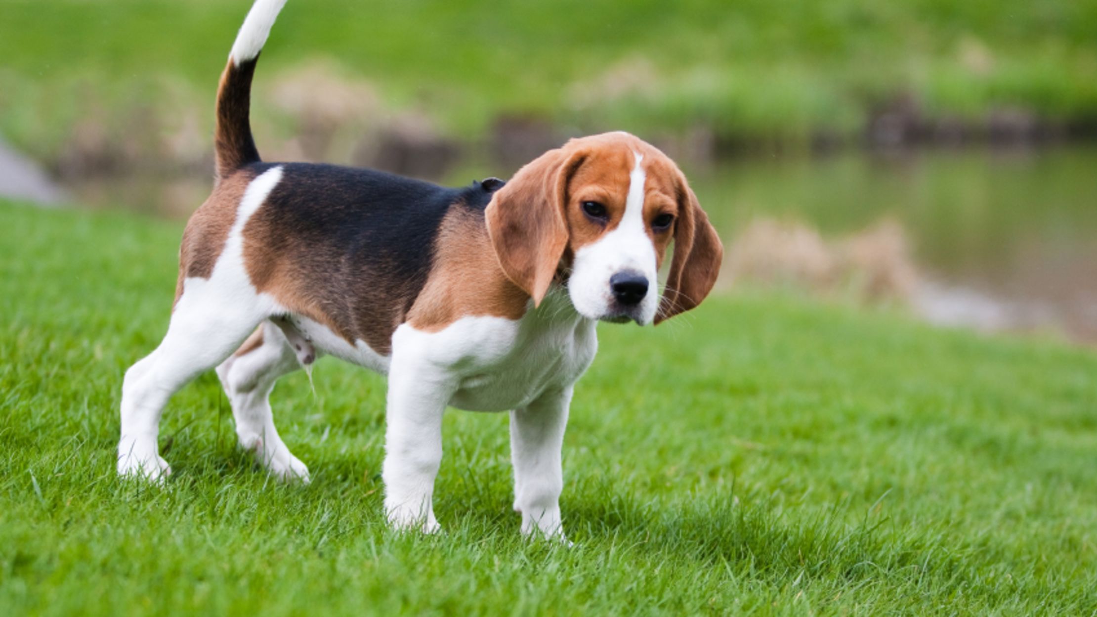 Beagle Color Guide: Choose the Best Coat for Your New Pup | DogExpress