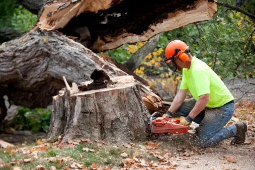 Key Considerations You Must Keep In Mind While Hiring A Tree Trimming Service – Sydney Side Tree Services