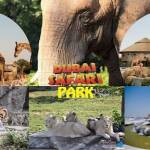 Dubai Safari Park Profile Picture