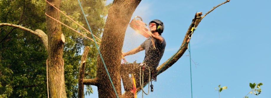 Tree Removal Eastern Suburbs Sydney Cover Image