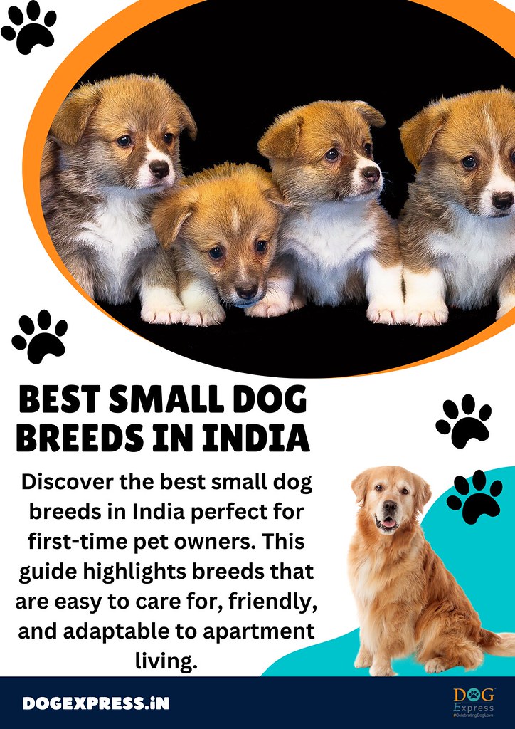 Best Small Dog Breeds | Discover the best small dog breeds i… | Flickr