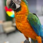 macaws for sale near me Profile Picture