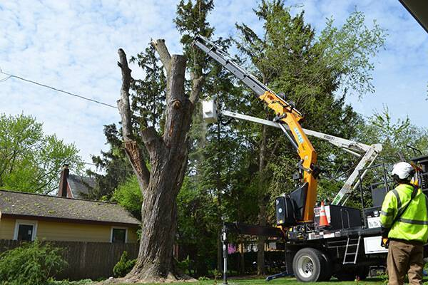 The right tree cutting services: tips to make a great choice