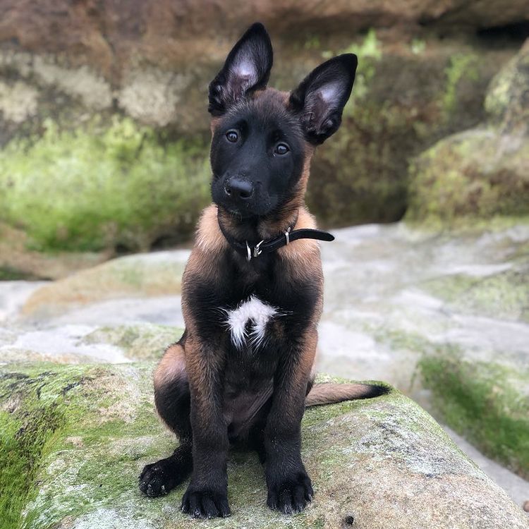 Belgian Malinois Puppies for Sale | Trained Belgian Shepherd Dogs