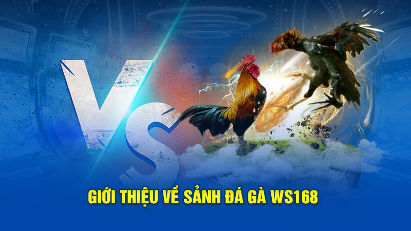 Đá Gà WS168 ?️ Đá Gà Trực Tuyến Kiếm Tiền Triệu Mỗi Ngày